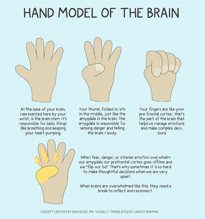 Dan Seigel's Hand Model of the Brain illustrated by Lindsay Braman